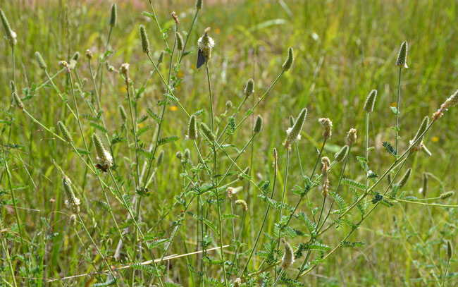 Dalea albiflora, Whiteflower Prairie Clover, Southwest Desert Flora